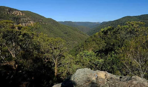 Photo of the landscape at Avoca in NSW.