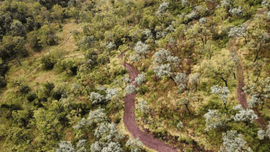 An aerial picture of a Greenfleet forest.