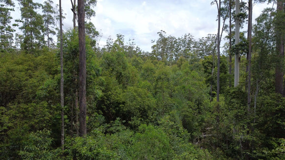 Photo of the landscape at Yurol Ringtail in QLD.