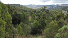 Nesting Boxes at Wurneet Laang Laang