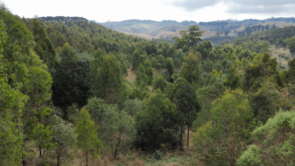 overhead, landscape view of the Wurneet Laang Laang forest