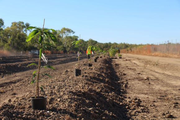 Photo of the landscape at Greening Kowanyama in QLD