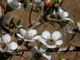 Photo of foulage with white flowers.