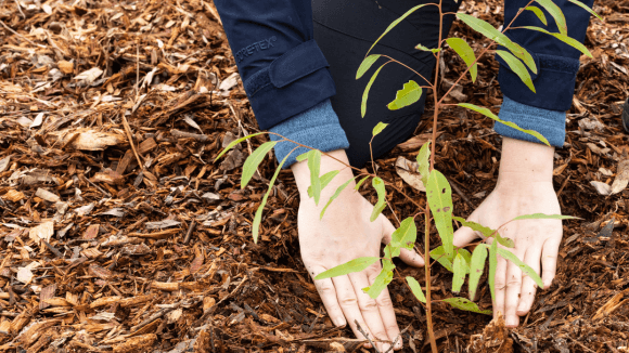 Hands planting a seedling.