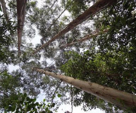 photo of tree canopy. 