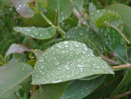 Photo of green leaves with rain drops.