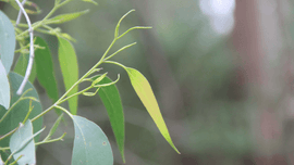 Photo of green leaves.