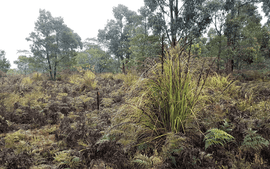 Photo of the landscape at Myamyn Wetlands in VIC.