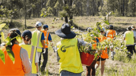 A group of workers in high-vis carrying seedlings to be planted.