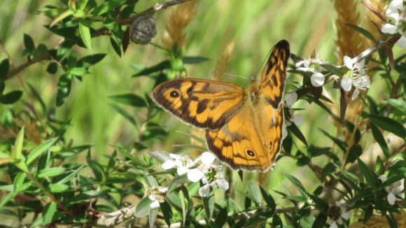 Photo of orange and black butterfly resting on leaves.