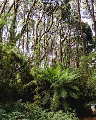 Photo of the landscape at Fall Road in VIC