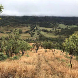 Photo of the landscape at Cherry Gully in QLD