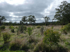  Photo of the landscape at Turkey Hill in  NSW.