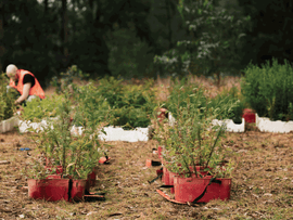  Seedlings in red buckets, waiting to be planted.