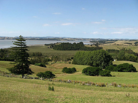 Photo of the landscape at Atiu Creek in NZ.