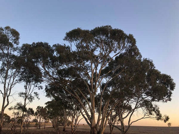 Photo of the landscape at Nardoo Hills in VIC,