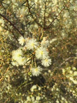  Photo of the landscape at Tram in VIC