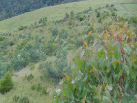  Photo of the landscape at Tyson in VIC