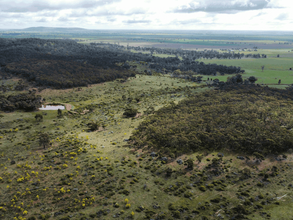 Photo of the landscape at Ngulambarra in VIC.