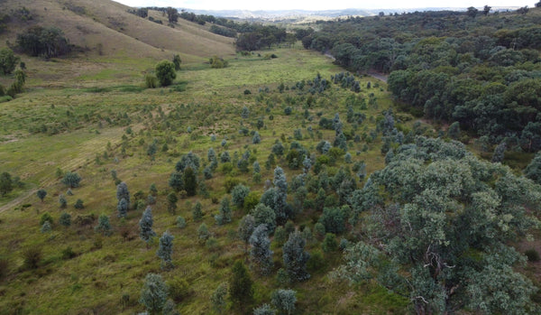 Arial view of Coopers crossing landscape