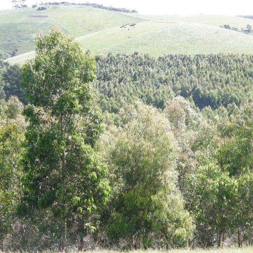 Landscape image of lush green forest, treetops