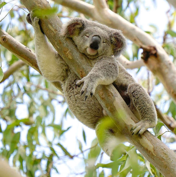 Sleepy koala resting with its arms wrapped around a tree branch 