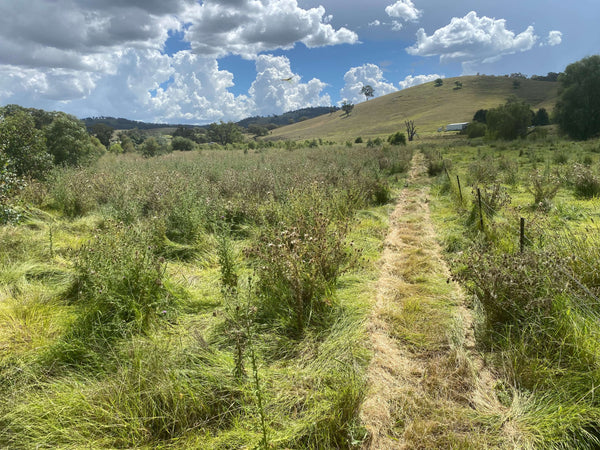 Landscape view of Coopers Crossing with blue skies, and mountain backdrop. 